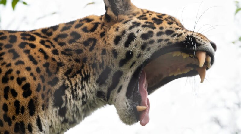 découvrez comment la technologie de reconnaissance animale révolutionne l'identification des espèces. explorez ses applications dans la recherche, la conservation et l'éducation à travers des solutions innovantes et des avancées scientifiques.