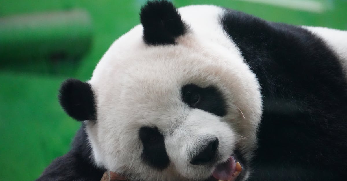découvrez notre technologie de reconnaissance des animaux, qui permet d'identifier et de classifier une variété d'espèces avec précision. améliorez votre compréhension de la faune et participez à la conservation grâce à des solutions innovantes et faciles à utiliser.