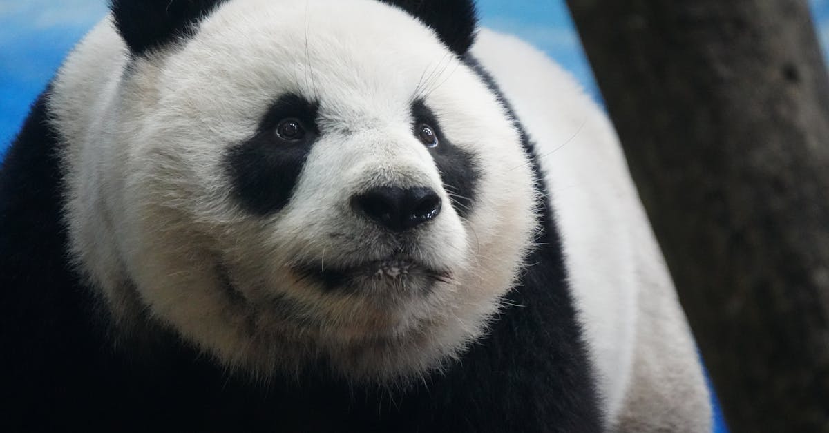 découvrez l'univers fascinant de la reconnaissance animale, une technologie innovante qui permet d'identifier et de classifier les espèces animales grâce à l'intelligence artificielle. explorez ses applications dans la conservation, la recherche et les interactions humaines avec la faune.