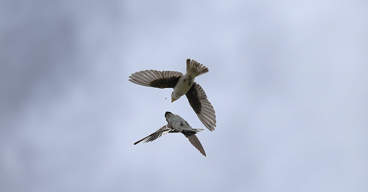 découvrez l'univers magique du 'baby flying', une expérience captivante où votre bébé s'épanouit à travers des sensations de légèreté et d'émerveillement. engagez-vous dans des moments inoubliables de jeu et de découverte, tout en stimulant son développement dans un cadre sécurisé et joyeux.
