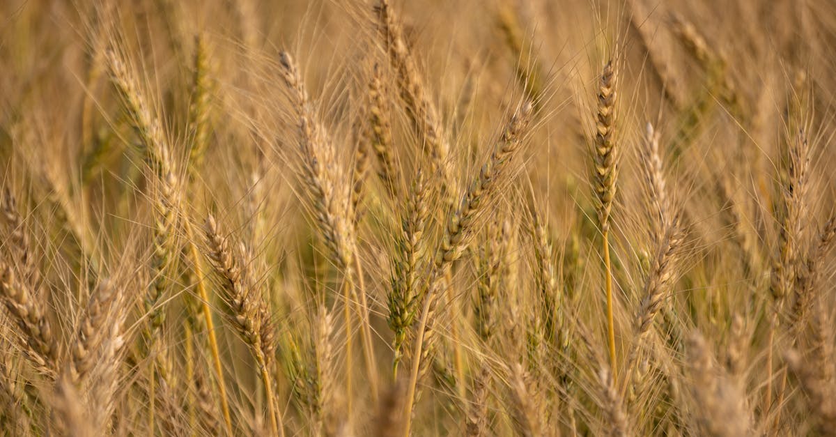 découvrez tout ce qu'il faut savoir sur les allergies alimentaires : causes, symptômes, traitements et conseils pour mieux vivre avec ces intolérances. informez-vous pour protéger votre santé et celle de vos proches.