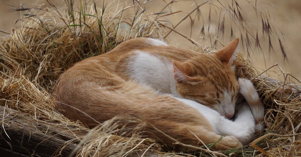 découvrez les effets de la privation de sommeil sur la santé physique et mentale, ainsi que des conseils pratiques pour améliorer vos habitudes de sommeil et retrouver un repos réparateur.