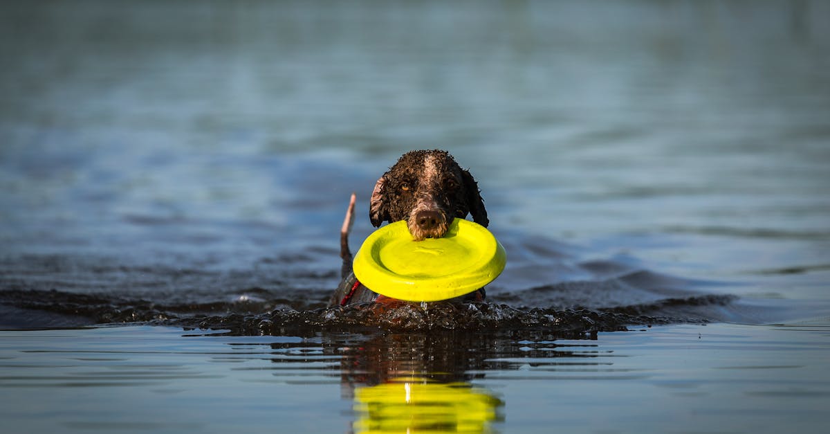découvrez des jeux aquatiques amusants et rafraîchissants pour tous les âges ! plongez dans l'univers des activités nautiques, des jeux de piscine, et des loisirs estivaux qui feront le bonheur des enfants comme des adultes. profitez de moments inoubliables en famille ou entre amis avec nos idées de jeux d'eau innovants.